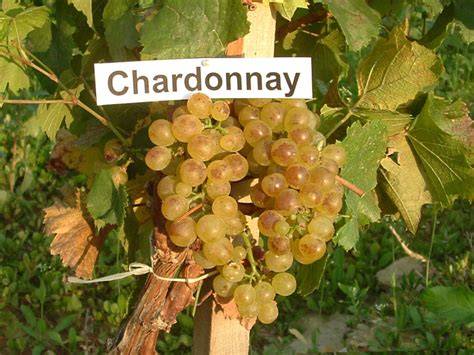 Chardonnay szőlő megjelenése és levelek