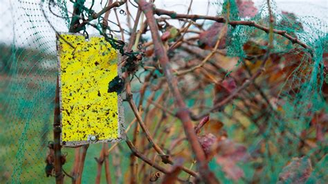 Amerikai szőlőkabóca kártevő