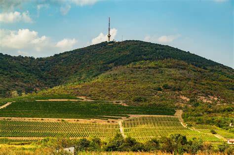 Tokaji borvidék és Tállya látképe