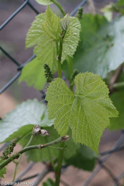 labrusca íz viszonylagossága