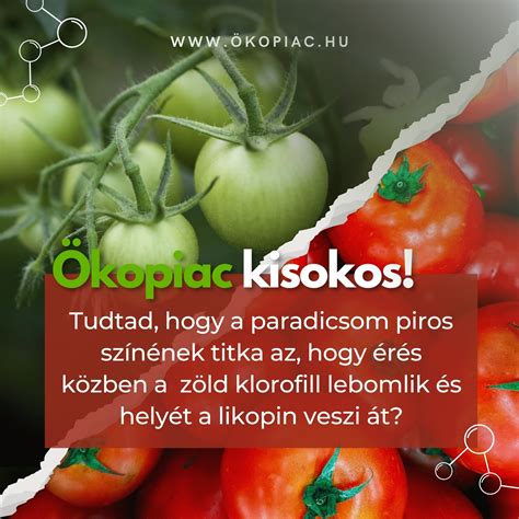 A szőlőbogyó kémiai összetételének változása az érés során