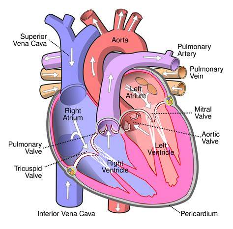 Wikipedia stílusú pezsgőgyártás diagram