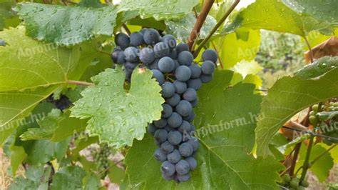 borszőlő hirdetések szemléltető térkép