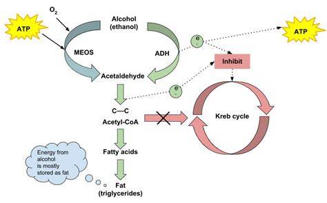 infographics of alcohol metabolism