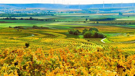 Burgenland szőlőültetvényei