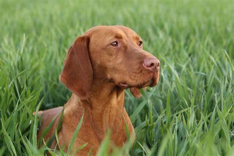 magyar rövidszőrű vizsla portré zsemleszín