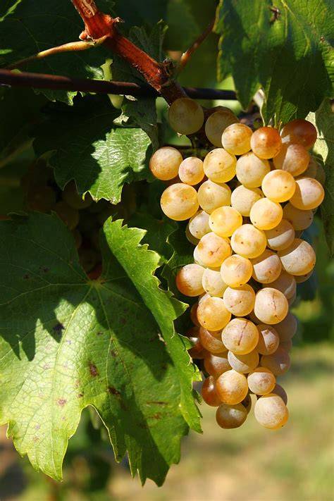 furmint-szolo-metszese-illik