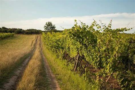 Tokaji borvidéki hegyoldal térkép