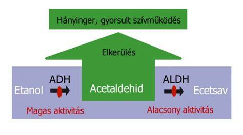 vizualis ábra az alkoholizmus genetikai tényezőiről