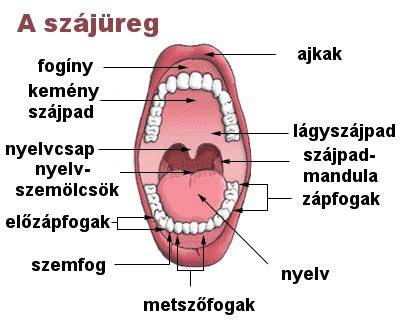 szájüreg és fogak egészsége infographic