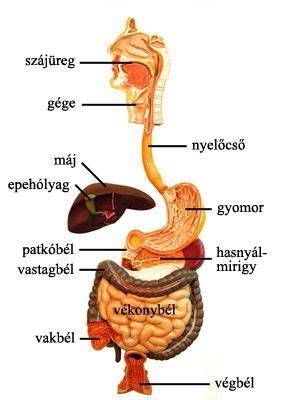 ábra a gyomor- és bél nyálkahártya irritációjáról