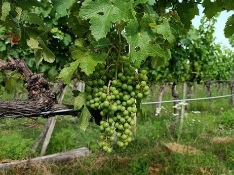 Szőlőbogyók a napon