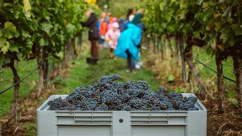 Szőlőtőkék az egri borvidéken