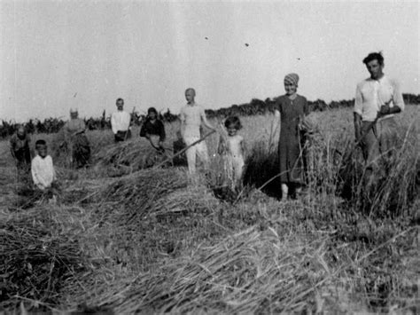 Mezőgazdasági munka aratás közben