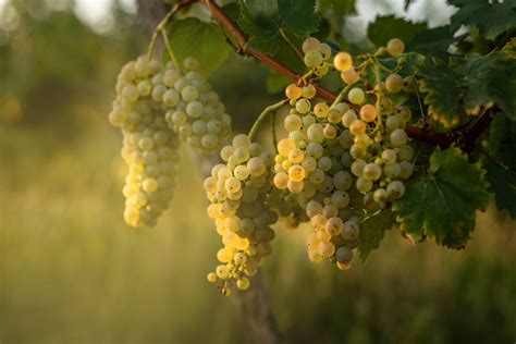 Chardonnay szőlőfürtök