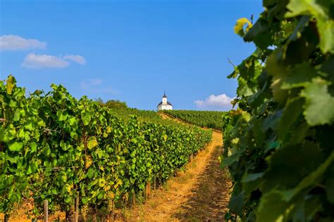 Tokaji borvidék domboldalai