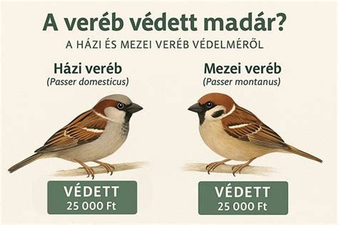 Törpepapagáj és veréb