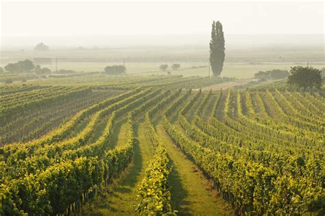 Vineyards in Burgenland, Austria