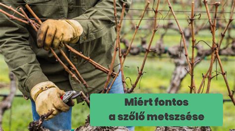 Közeli kép a szőlőtőkékről, mutatva a kordonos művelést és a fürtöket